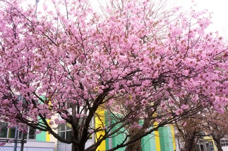 2012-5-3-桜近郊 014.jpg